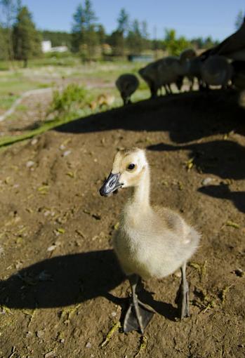 Baby Geese-gosslinfgcloseup2.jpg