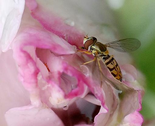 More Backyard Macro-dsc_6281-2-640.jpg