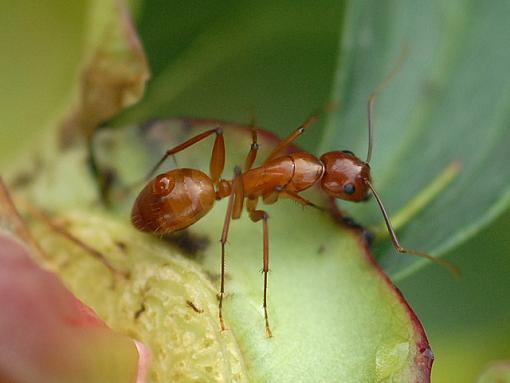 More Backyard Macro-dsc_6358-2-640.jpg