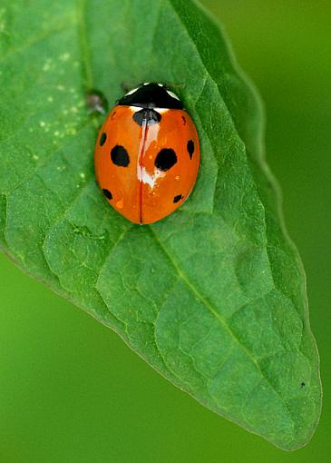 More Backyard Macro-dsc_6373-2-640.jpg