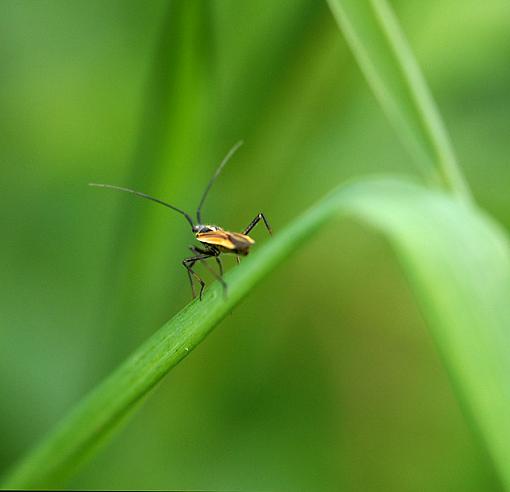 More Backyard Macro-dsc_6273-2-640.jpg