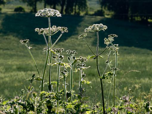 evening hedgerows-img_1579.jpg