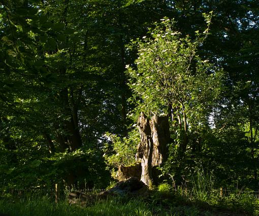 evening hedgerows-img_1584.jpg