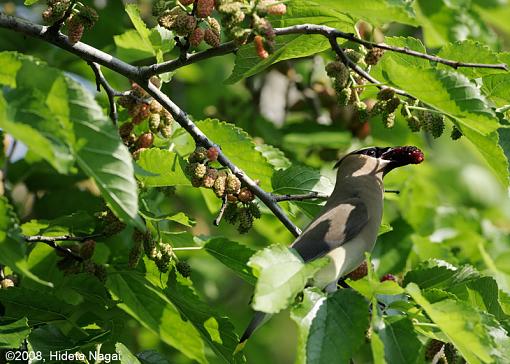 Time is running out-waxwing-outtake-3.jpg