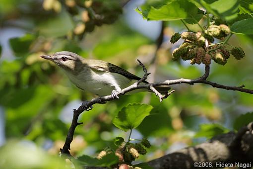 Spring 2008 Bird ID Thread.-bird-id.jpg