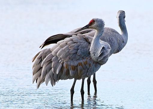 What am I doing wrong?-sandhill-cranes-duo.jpg