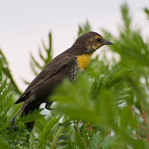 Spring 2008 Bird ID Thread.-bird-id.jpg