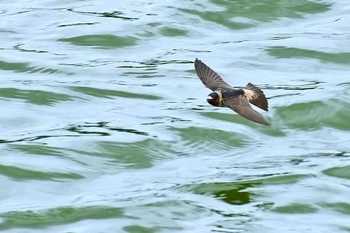 Is that a barn swallow in flight?-some-bird-flight.jpg