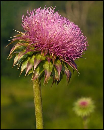 Purple Flower-purpleflower.jpg