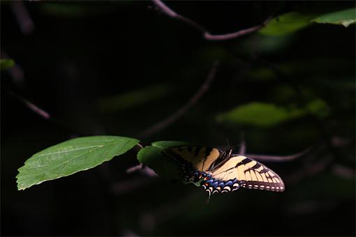 A Butterfly. a Sunflower and a Pea-butterfly.jpg