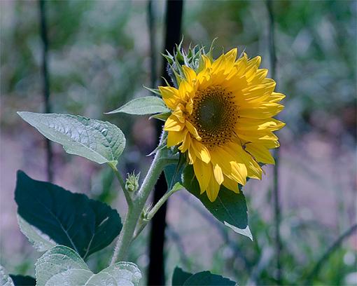 A Butterfly. a Sunflower and a Pea-sunflower1.jpg