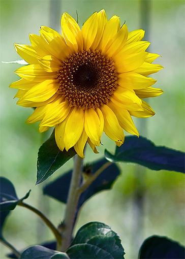 A Butterfly. a Sunflower and a Pea-sunflower2.jpg