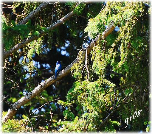 Spring 2008 Bird ID Thread.-indigo-bunting-passerin-indigo.jpg