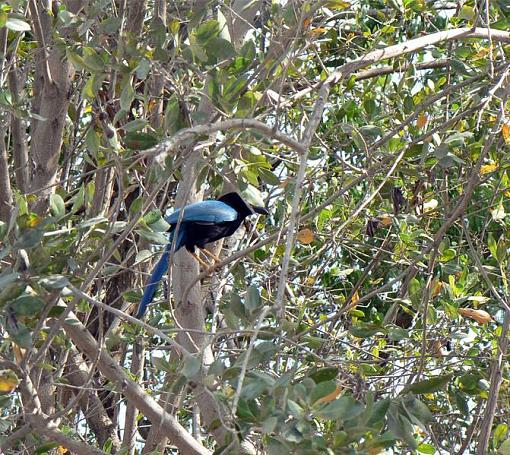 Spring 2008 Bird ID Thread.-yuctan-jay.jpg