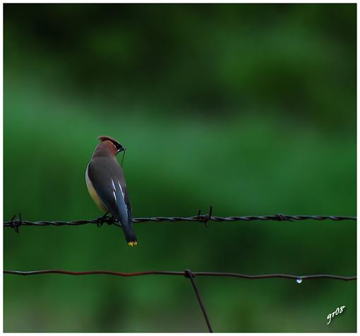 Cedar Waxwing-cedar-waxwing-jaseur-damerique-2.jpg