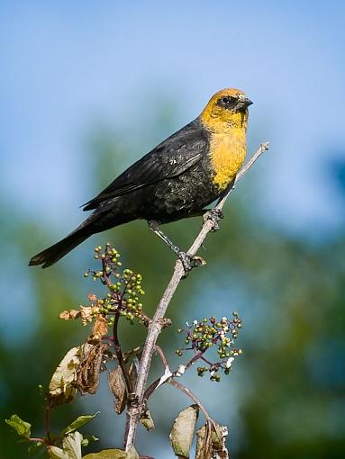 Finally got my yellow-headed black bird-yellow-headed-black-bird.jpg