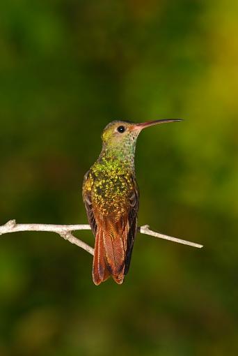 Hummingbirds-leg_2480a.jpg