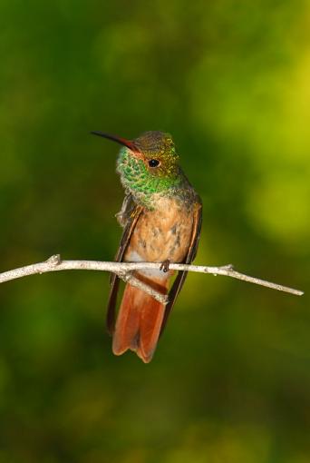 Hummingbirds-leg_2488a.jpg