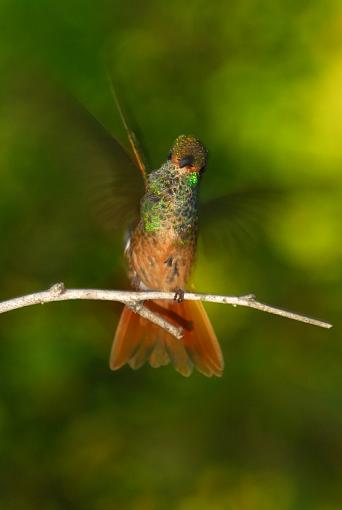 Hummingbirds-leg_2490a.jpg