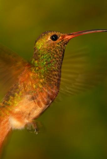 Hummingbirds-leg_2504a.jpg