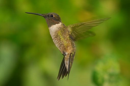 Hummingbirds-leg_7368a.jpg