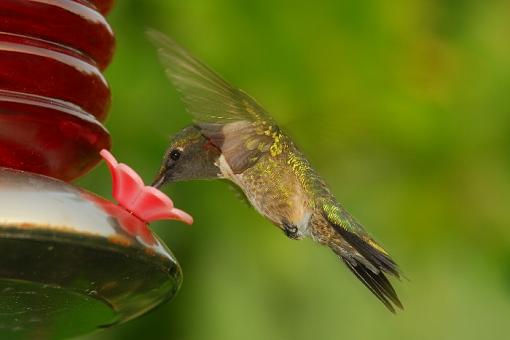 Hummingbirds-leg_7377a.jpg