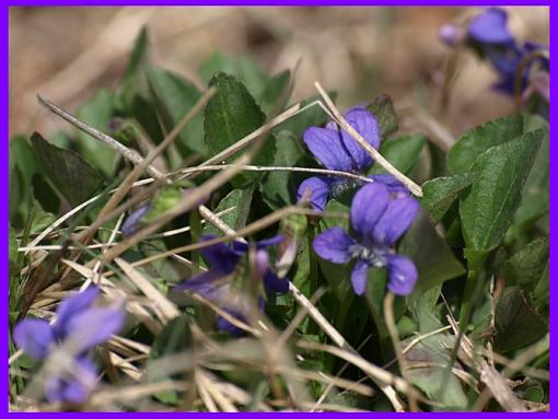 The Bokeh Challenge Thread-macroflowers.jpg