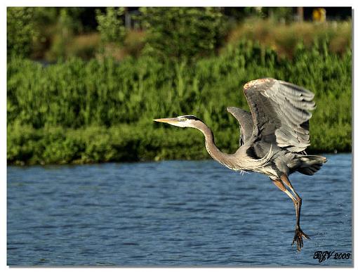 Up Up and Away-blueheron.jpg