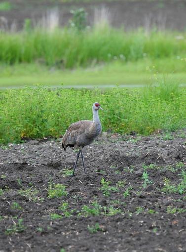 Sandhill Crane-5d-0554.jpg