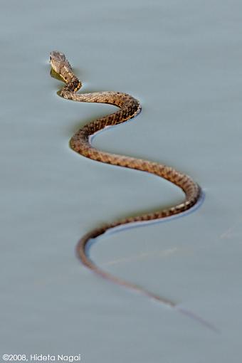 Curves-swimming-snake.jpg