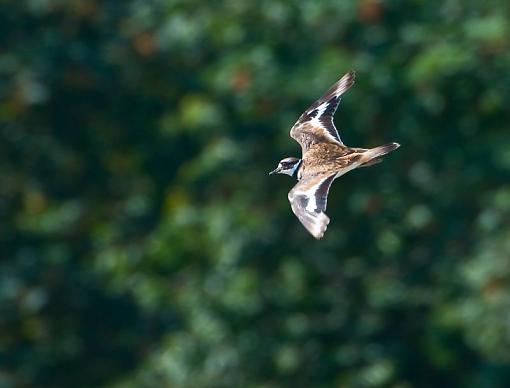 Killdeer in Flight-descending.jpg