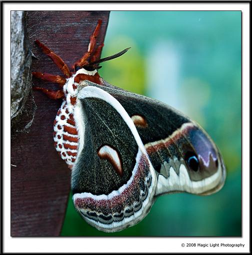 Cercropia Moth-moth-copy.jpg