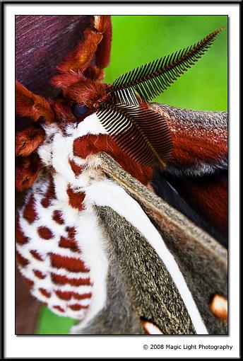 Cercropia Moth-img_6050.jpg