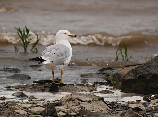 Everyone has at one time or another :)-gull-st-laurent.jpg