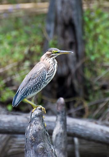 up the river-juvenil-green-heron.jpg