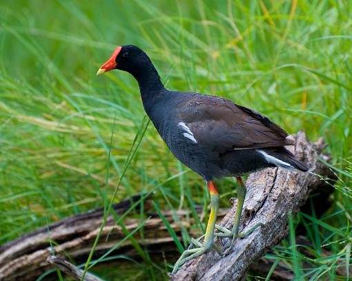 up the river-moorhen-2web.jpg