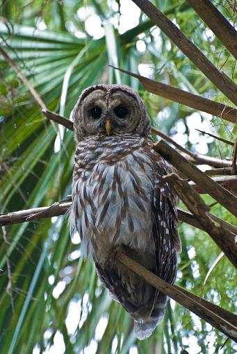 up the river-barred-owlweb.jpg