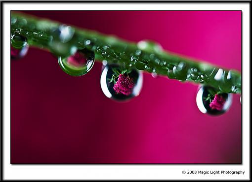 Rain Drops-img_6174.jpg