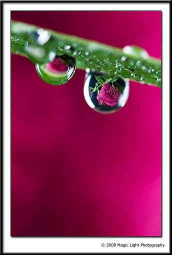 Rain Drops-img_6176.jpg