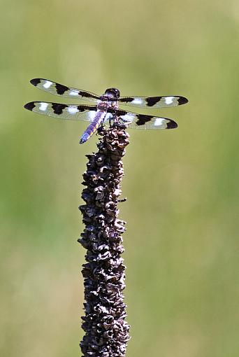 New Dragons, Olympia Fields, IL-dragon2.jpg