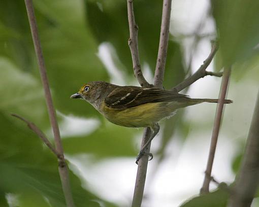 Spring 2008 Bird ID Thread.-6481w.jpg