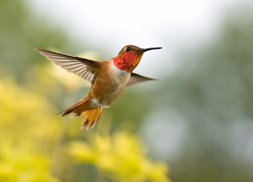 Hummingbird...again-hummer-another-angle.jpg