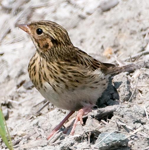 Spring 2008 Bird ID Thread.-jul-6-bird-id.jpg