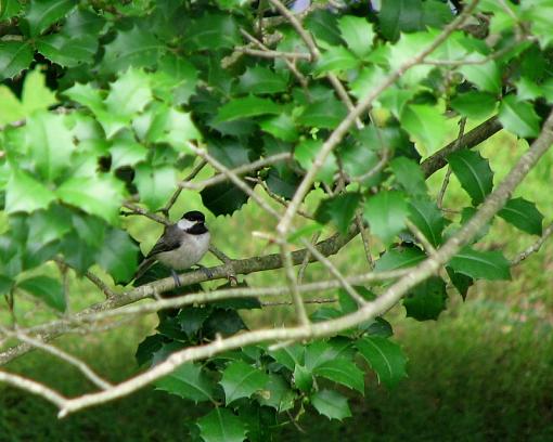 Sparrow-sparrow_crop_800x640.jpg