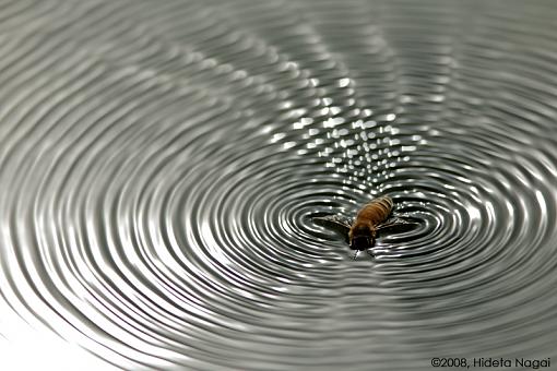 Naturally Abstract-abstract-nature-bee.jpg