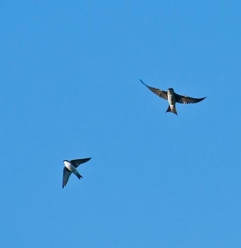 Two swallows-double-flight.jpg