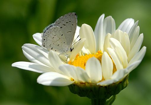 Daisies and Friends-dsc_7814-2-640.jpg