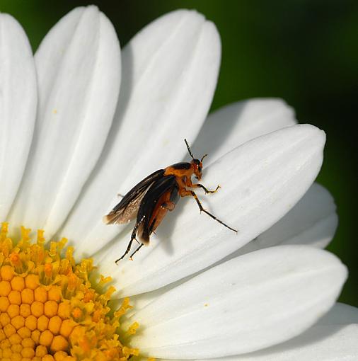 Daisies and Friends-dsc_7845-2-640.jpg