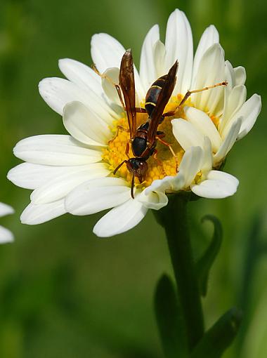 Daisies and Friends-dsc_7851-2-640.jpg