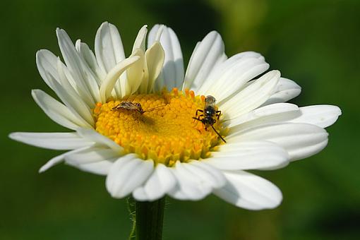 Daisies and Friends-dsc_7864-2-640.jpg